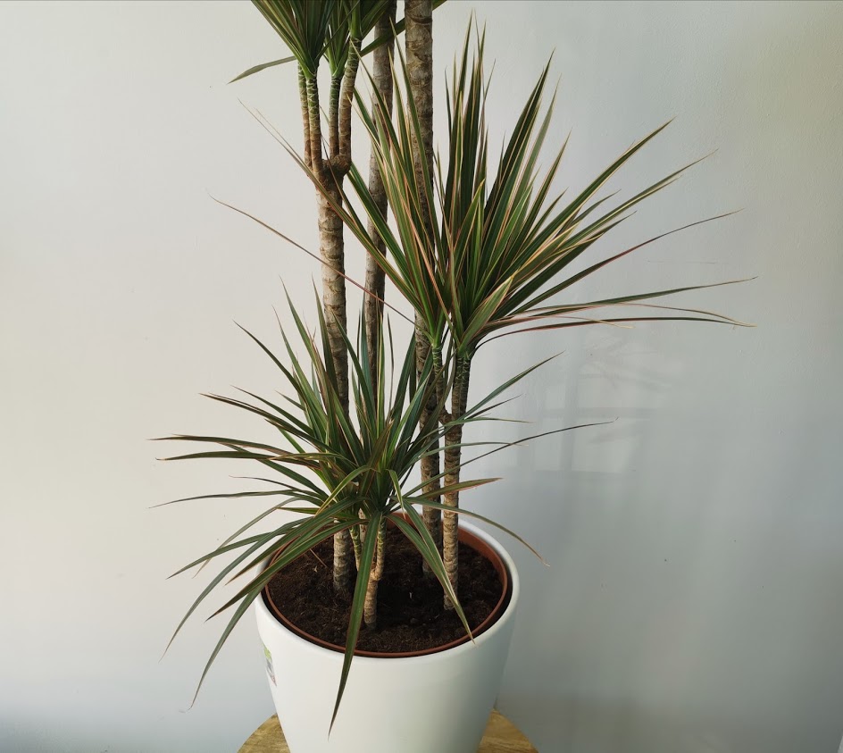 dracena