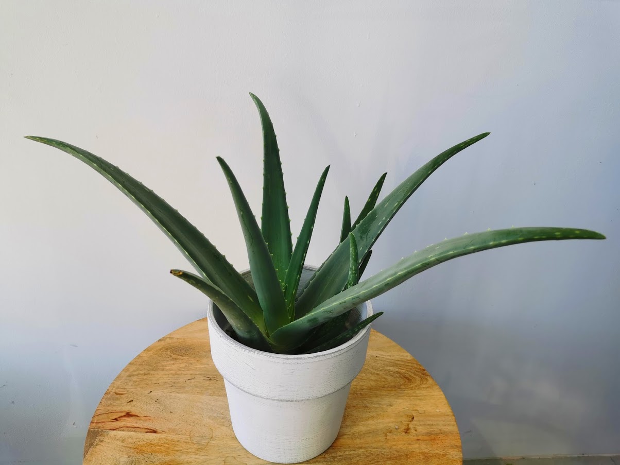 aloes zwyczajny