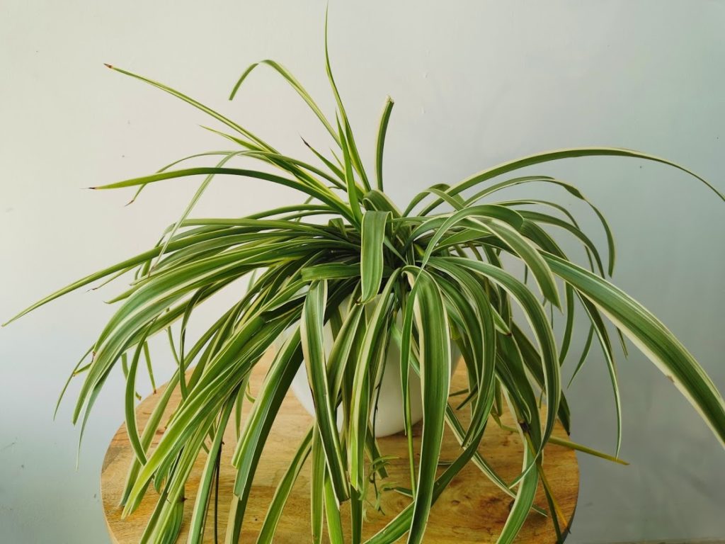 zielistka sternberga