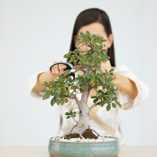 drzewko bonsai