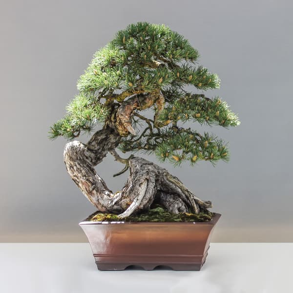 drzewko bonsai